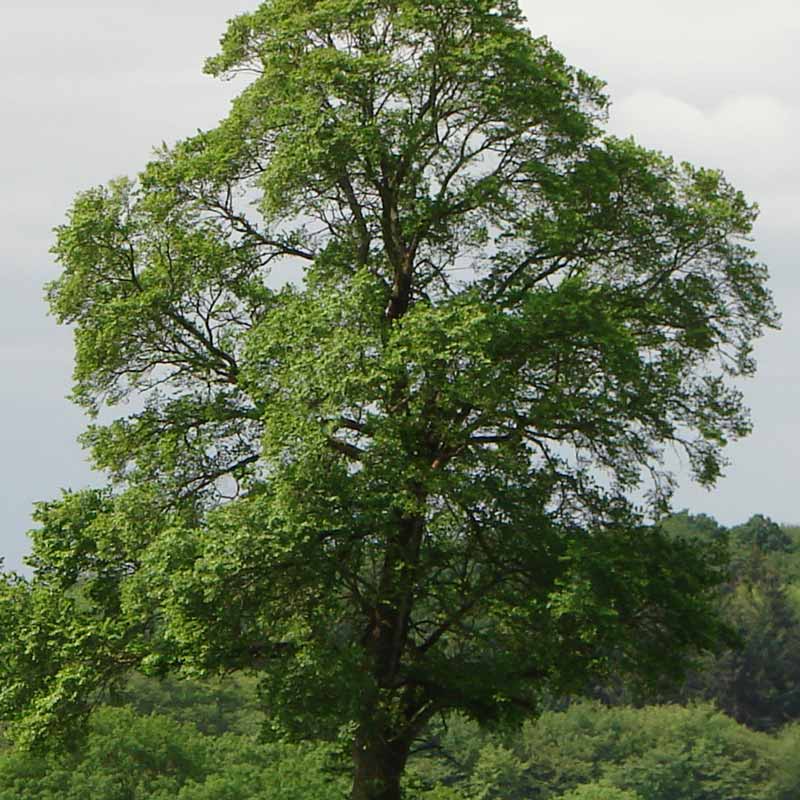 Slippery Elm Ulmus Rubra Hekma Center