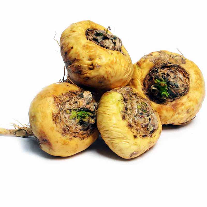 Maca Root Lepidium Meyenii Hekma Center