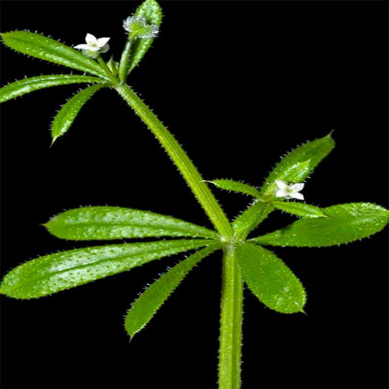 Cleavers Goosegrass Hekma Center