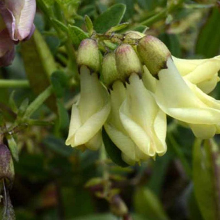 Astragalus membranaceus - Hekma Center