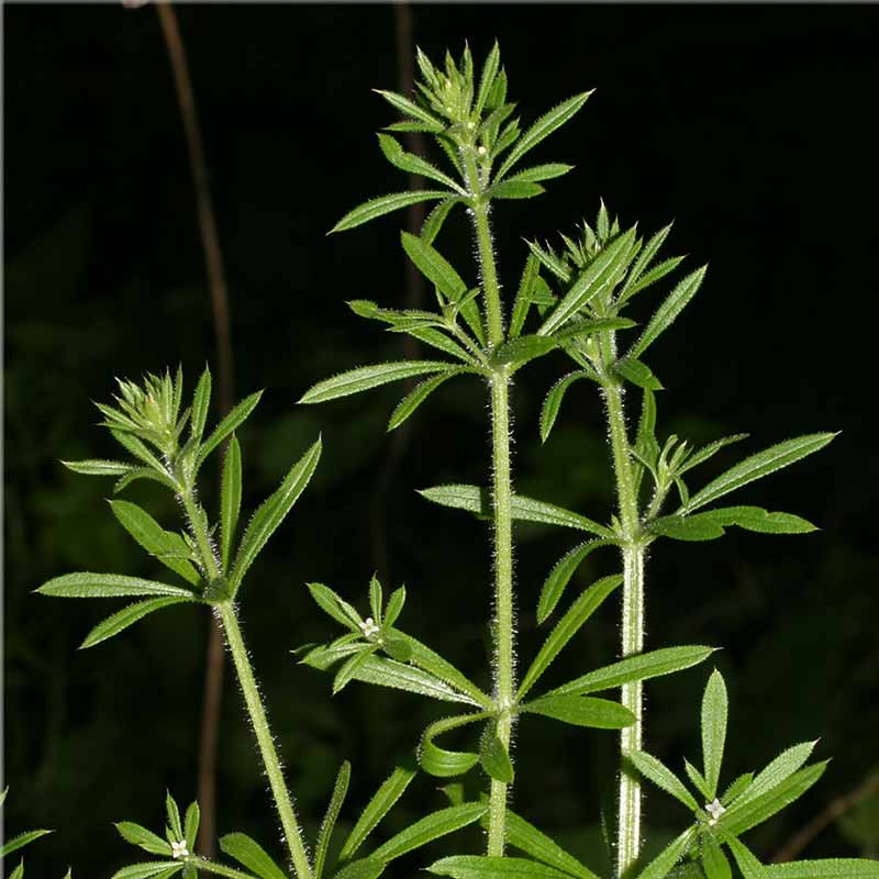 Cleavers Goosegrass Hekma Center