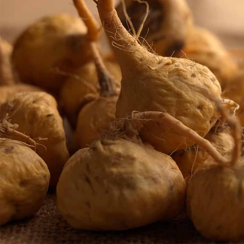 Maca Root Lepidium Meyenii Hekma Center