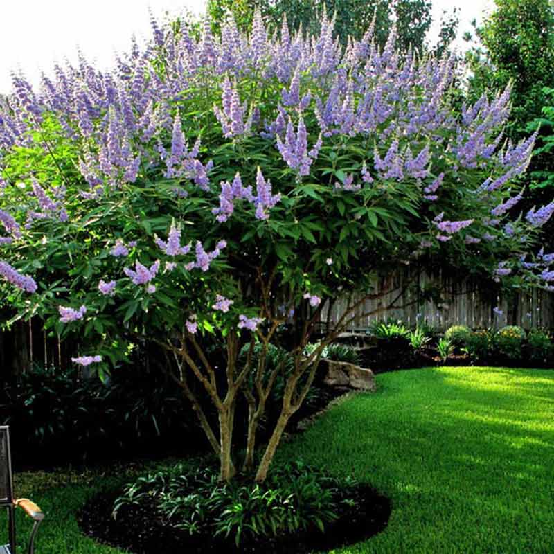 Vitex Agnus Castus - Chaste Tree - Hekma Center