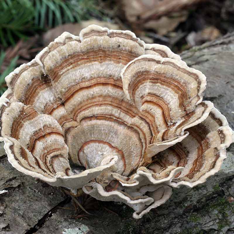 Turkey Tail Mushroom Trametes Versicolor Extract Hekma Center