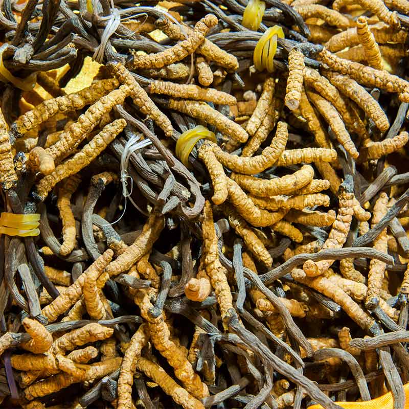 Cordyceps Sinensis Mushroom Extract Hekma Center