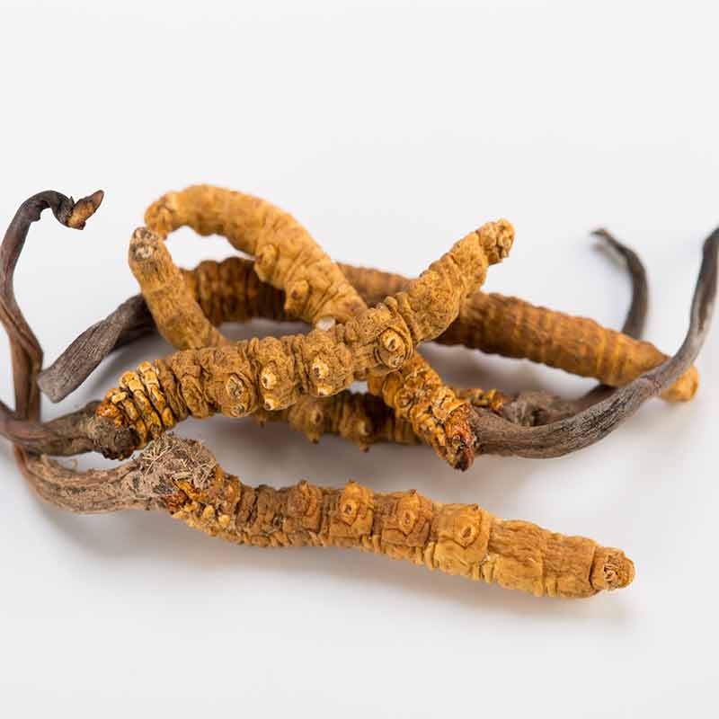 Cordyceps Sinensis Mushroom Extract Hekma Center