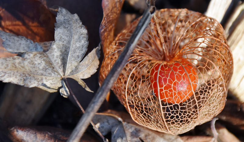 What is Ashwagandha Herb or Withania Somnifera?